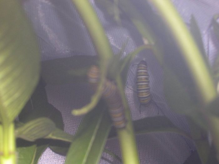Превращение гусеницы в яркую бабочку (16 фото)