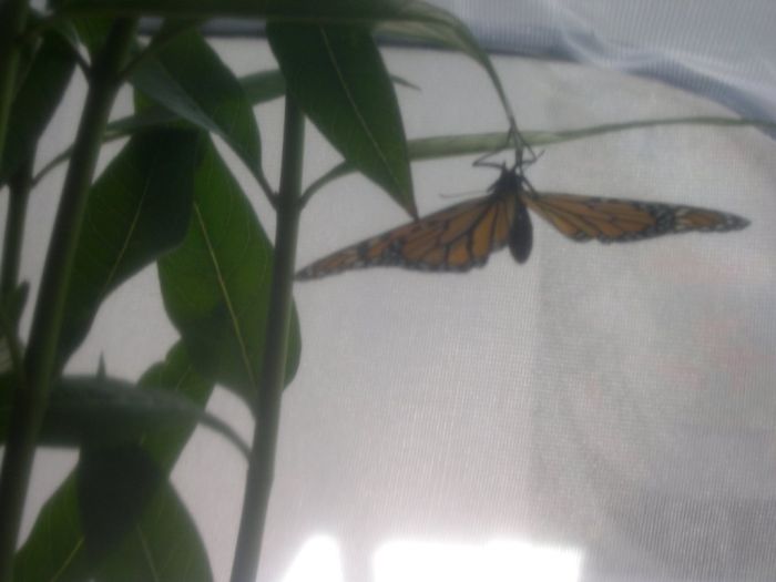 Превращение гусеницы в яркую бабочку (16 фото)