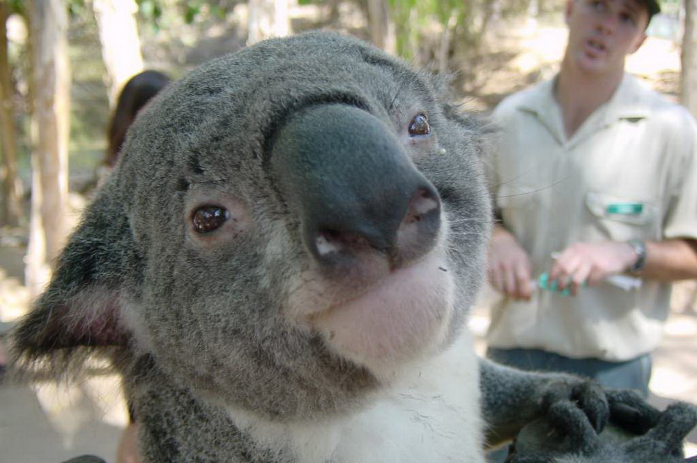 Классные животные.