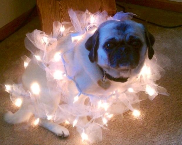 Классные животные.