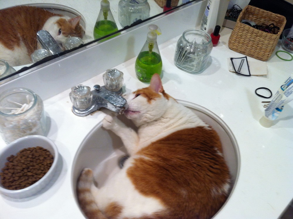 Классные животные.