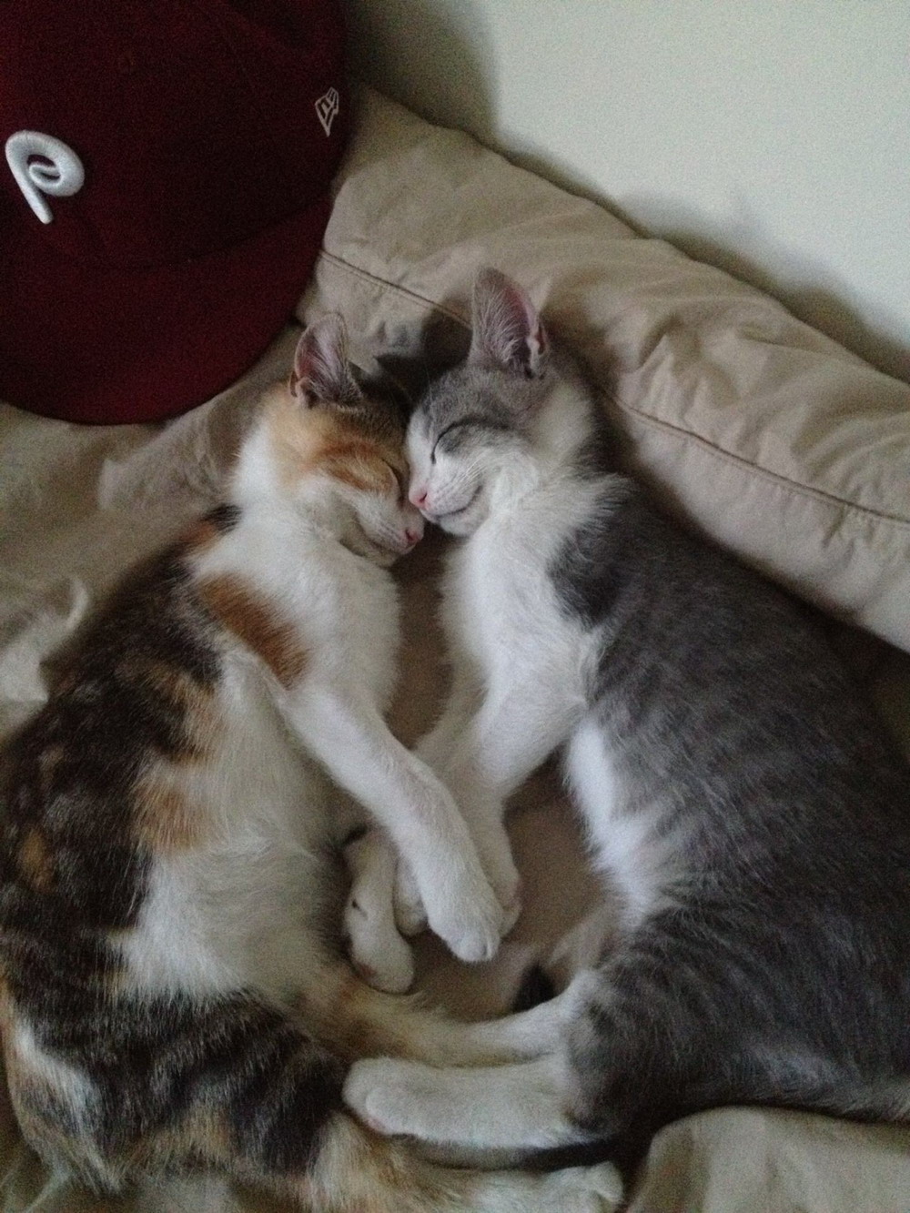 Классные животные.