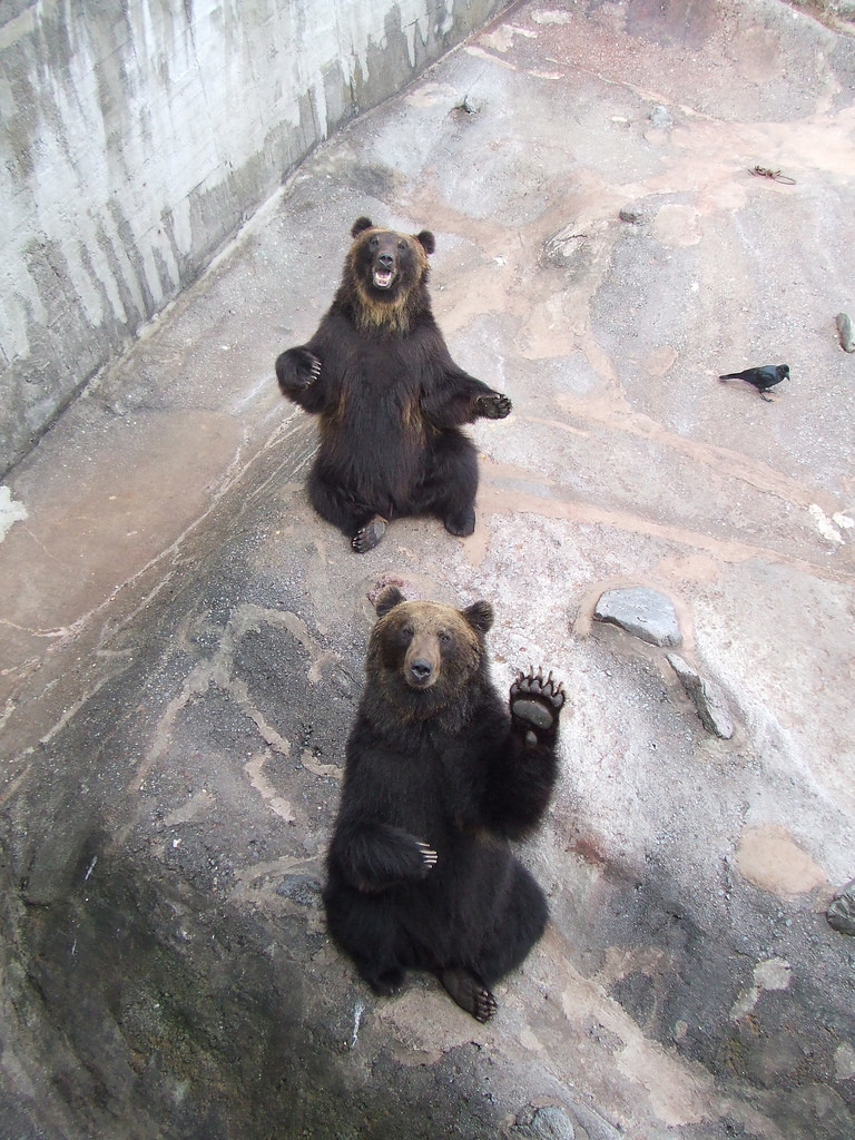 Классные животные.