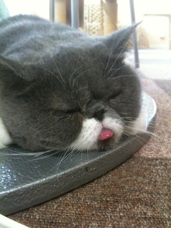 Классные животные.