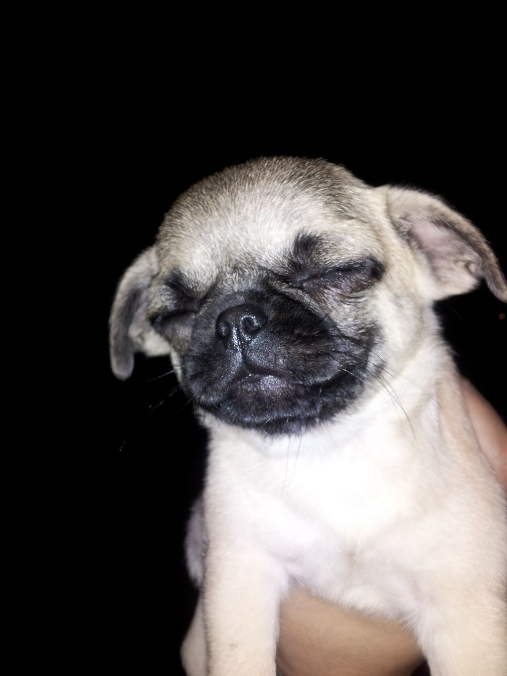 Классные животные.