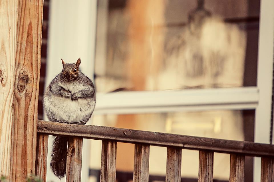 Классные животные.