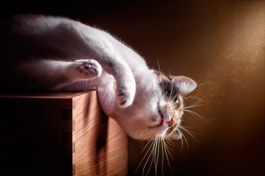 Классные животные.