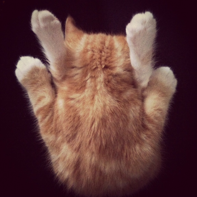 Классные животные.