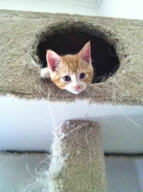 Классные животные.