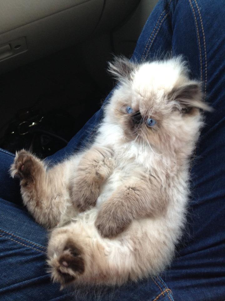 Классные животные.