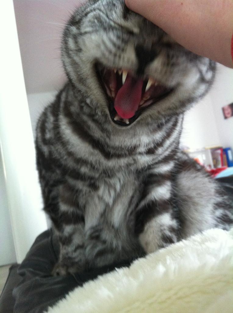 Классные животные.