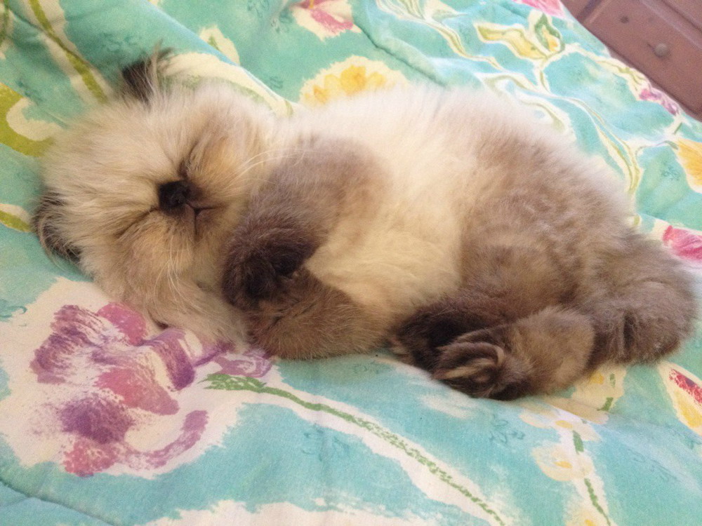 Классные животные.