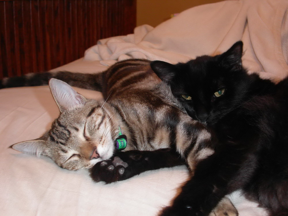 Классные животные.