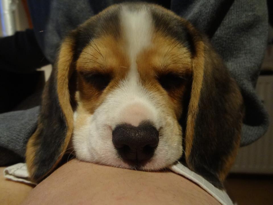 Классные животные.