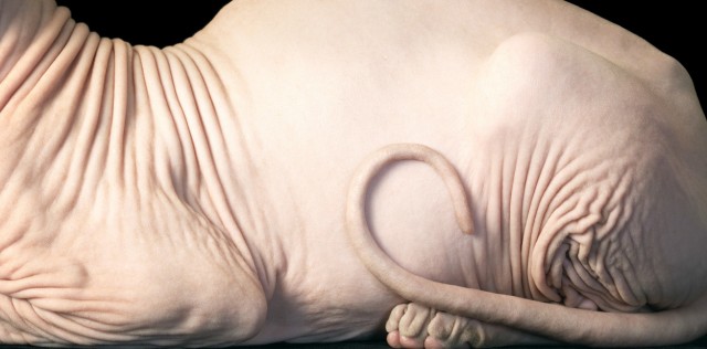 Классные животные.