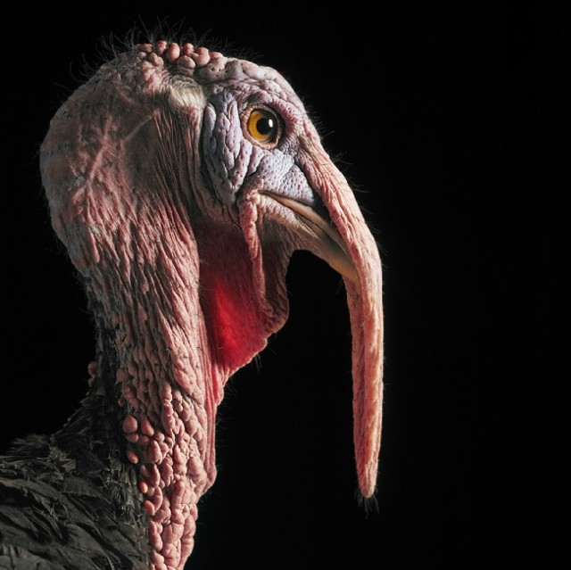 Классные животные.