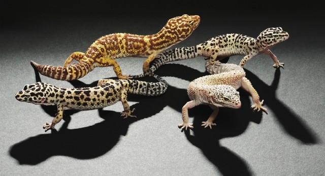 Классные животные.