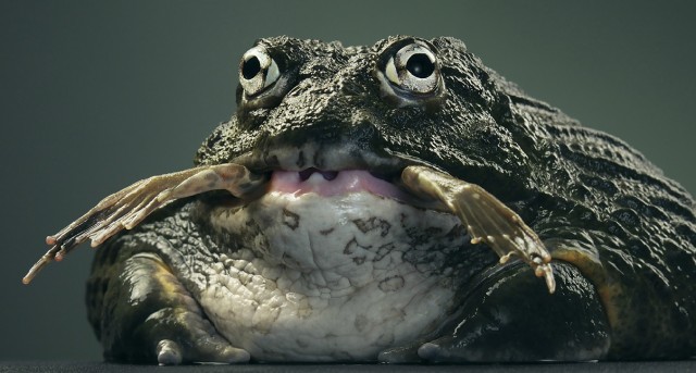 Классные животные.