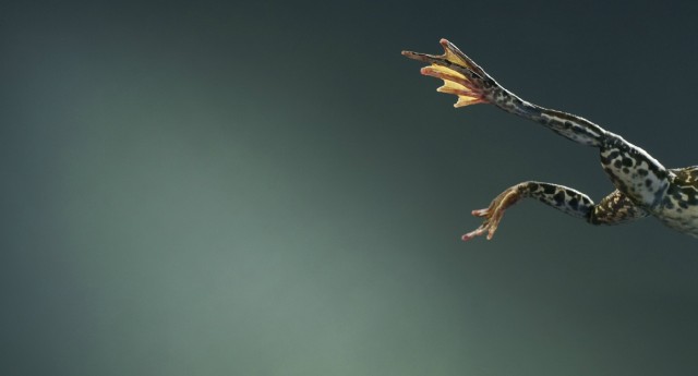 Классные животные.