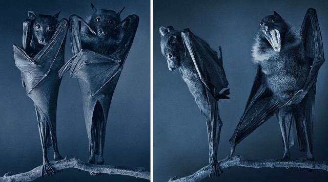 Классные животные.