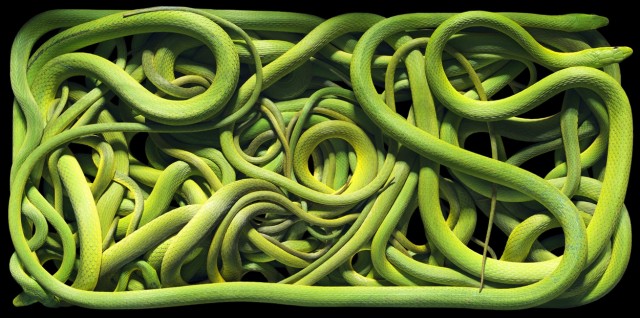 Классные животные.