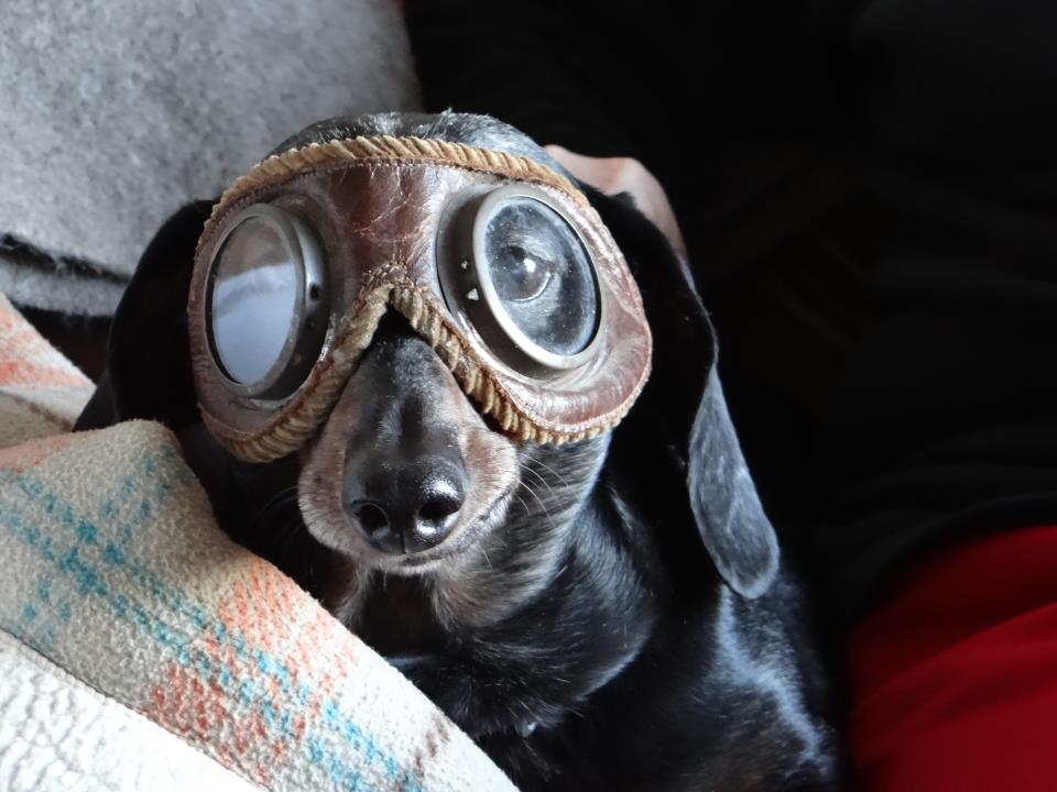 Классные животные.