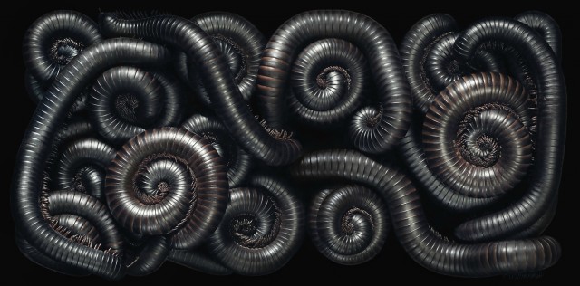 Классные животные.