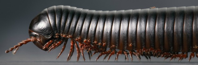 Классные животные.