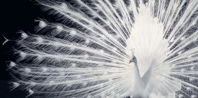 Классные животные.