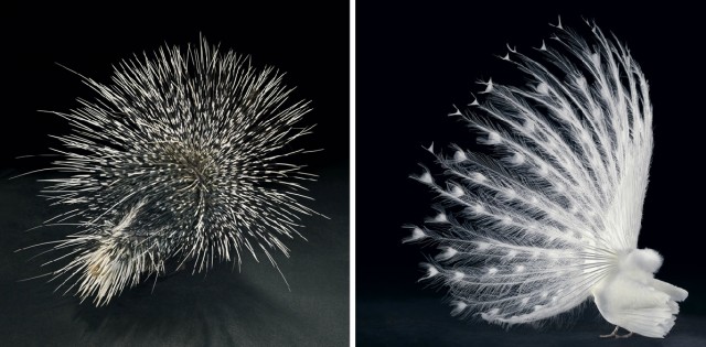 Классные животные.