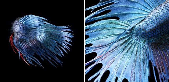 Классные животные.