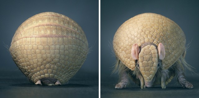 Классные животные.