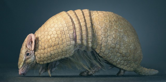 Классные животные.