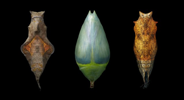 Классные животные.