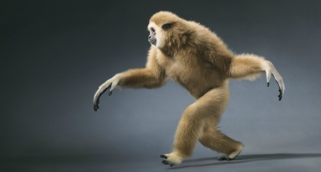 Классные животные.