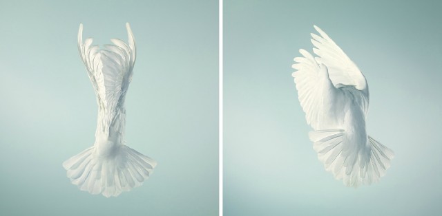 Классные животные.