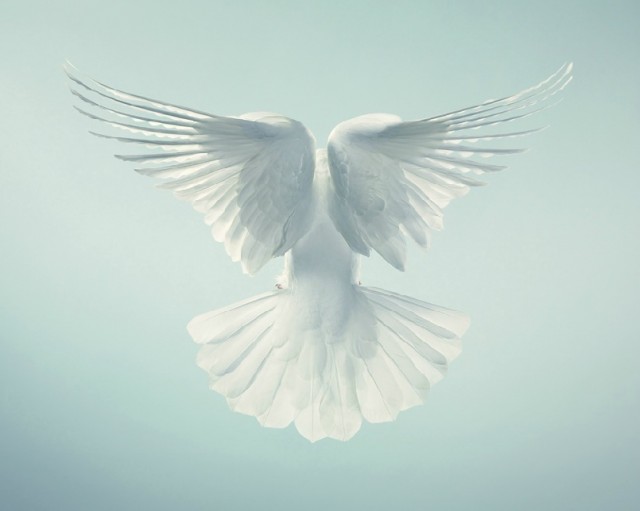 Классные животные.