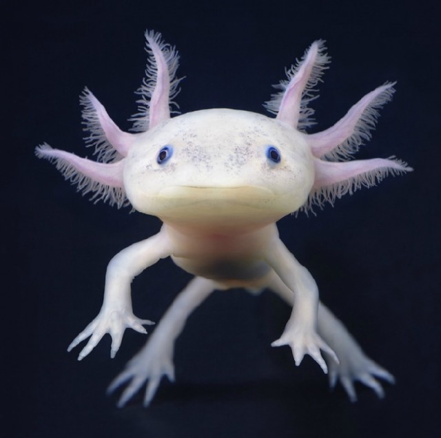 Классные животные.