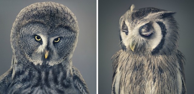 Классные животные.