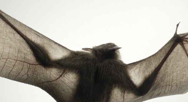 Классные животные.