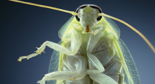 Классные животные.