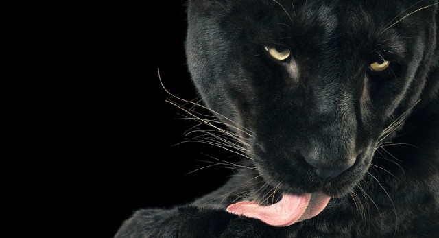 Классные животные.