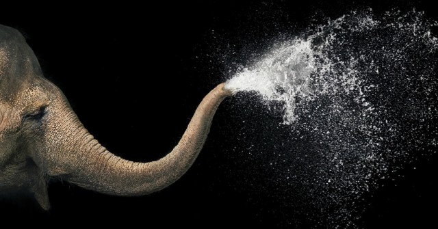 Классные животные.