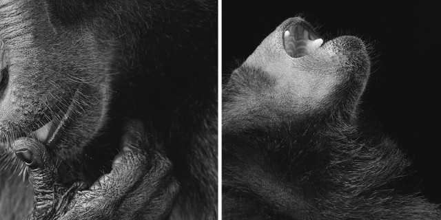 Классные животные.