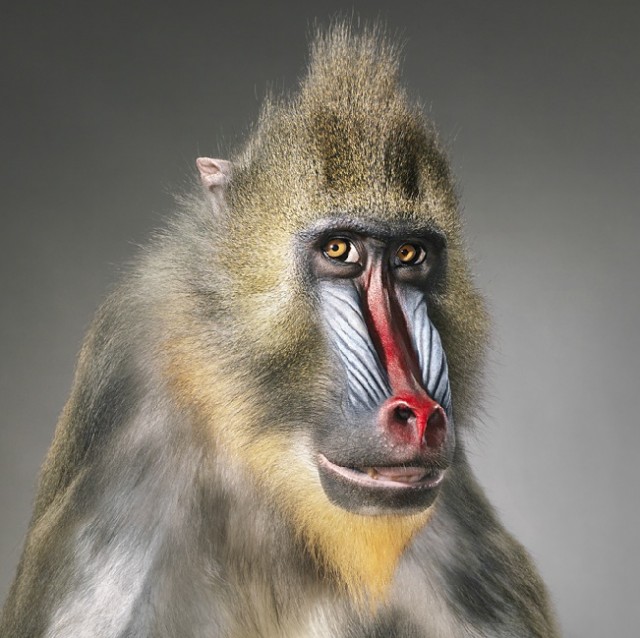 Классные животные.