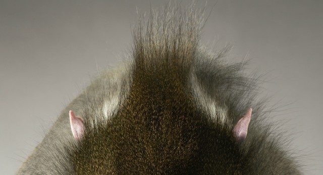 Классные животные.