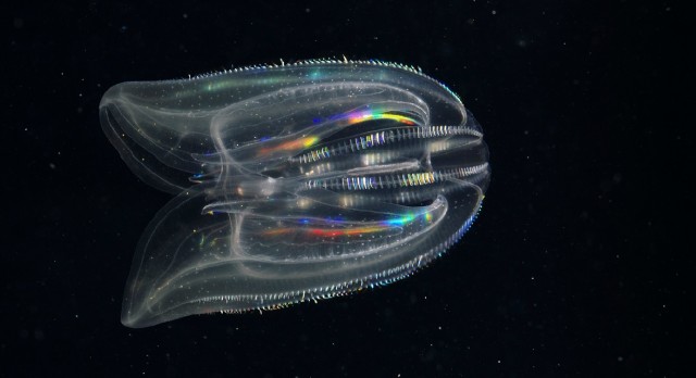 Классные животные.