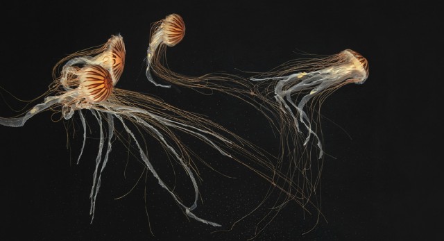 Классные животные.