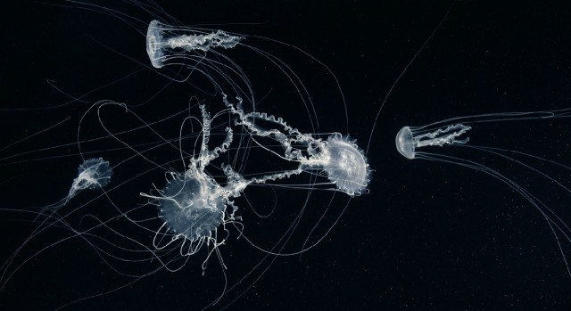 Классные животные.