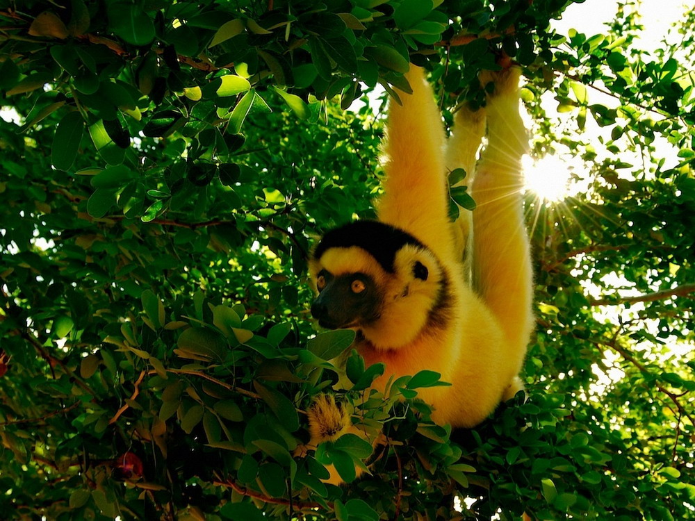 Классные животные.